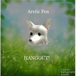 Arctic Foxes Rise Up HANGOUT!