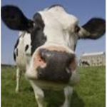 Big Moo Administration Team