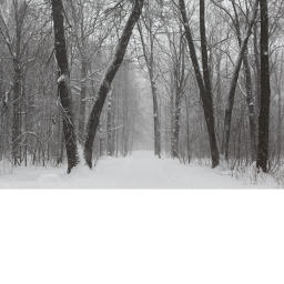 New Snowy Forrest