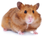 hamster boys