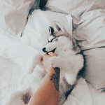 Lovely_Huskies