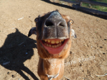 da Goofy Goats