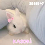 KASOKI