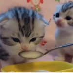 sweetings