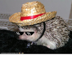 Mexican hedgehog