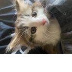 CatyUwu