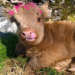 Cow Cuties