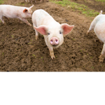 PIG LIVES MATTER!