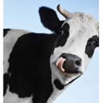 cowcross