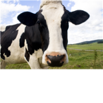 Cow Military