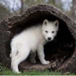 Alone Wolf Pack