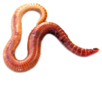 wormy123