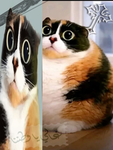 Catost' Hub