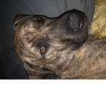 Smoki the dog