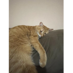 MrKitten's Friends