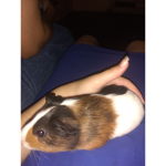 I love guinea pigs