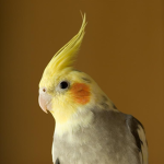 Tiel Studio's
