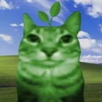 「Gato Verde」