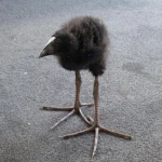 Group Thumbnail