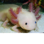 AXOLOTLS CUTE