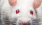 Army Rats of Robloxia