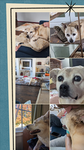 Nook fans/baby seal co.