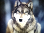 Foxes and wolves