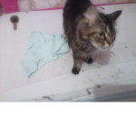 Das ist meine Katze Lily
