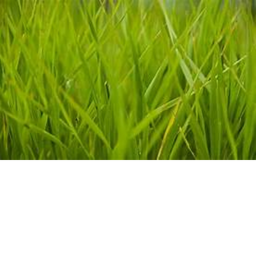 Grass Park RPG