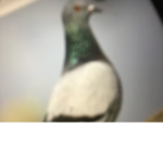 The Pigeon council