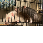 Rat’s rule