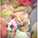 CATS RULE!!!!!