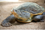 Turtle Lives Matter #TLM