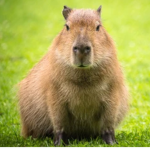 capybara et les bébés capybara!