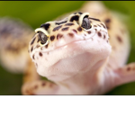Geckos United Rules