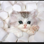 Kit Kat!