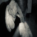 bunnicwn