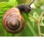 Slimy Snails United