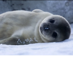 Whatever, I like Seals