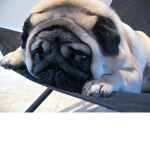 TealTheRealPug