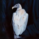 ᴅᴏʟɪᴛᴀ