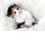 Da Cat Cat Luv