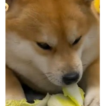 새침한 댕댕이