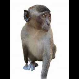 Monkey Village [Vehicle Update]