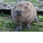 The Capybara Army