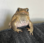 the tantalizing toads
