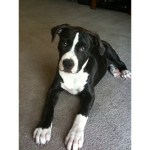 Super mega dog Fan Group!