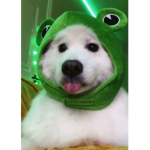 -*|~«Floof Army»~|*-