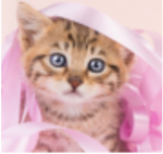 If you love cats play NOW!