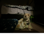 Ese doggy